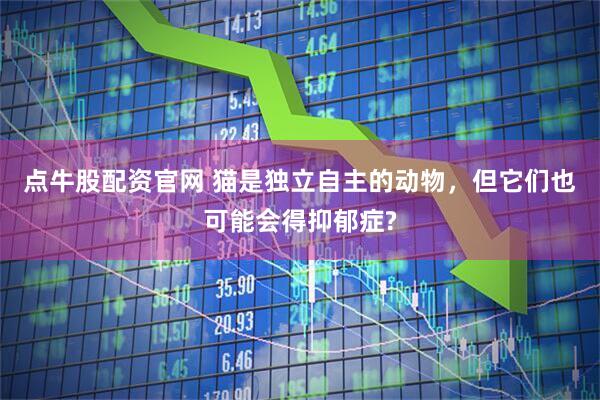点牛股配资官网 猫是独立自主的动物，但它们也可能会得抑郁症?